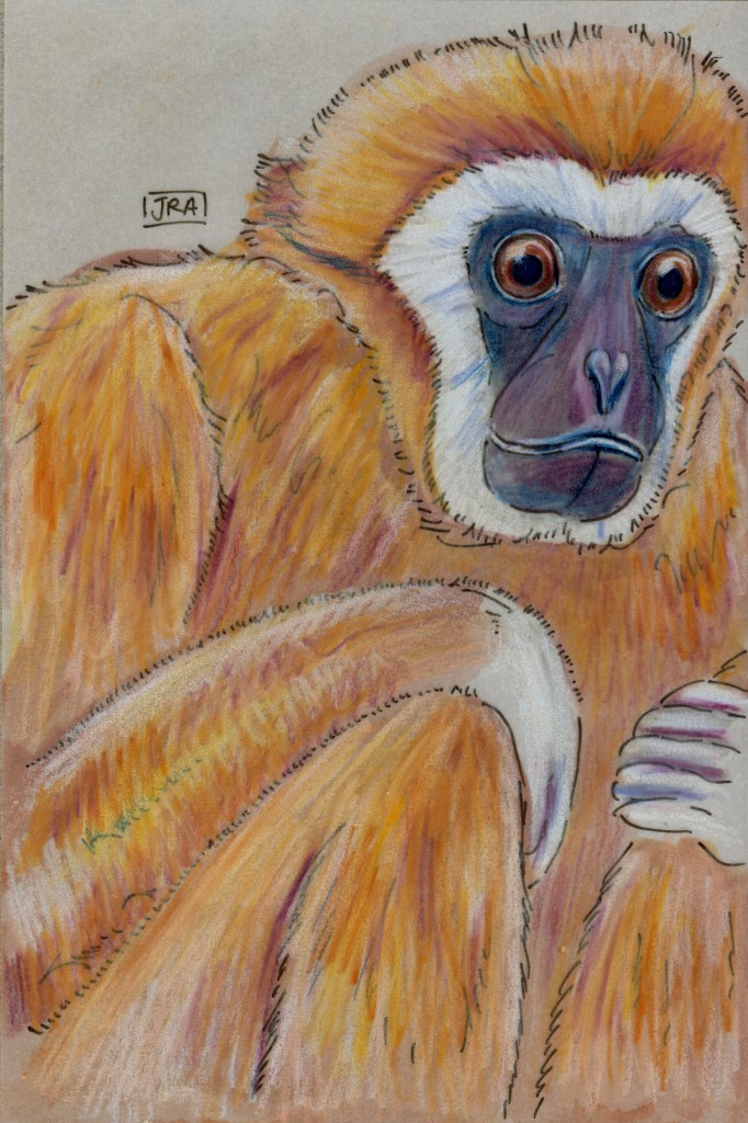 White-Handed Gibbon (Hylobates lar)