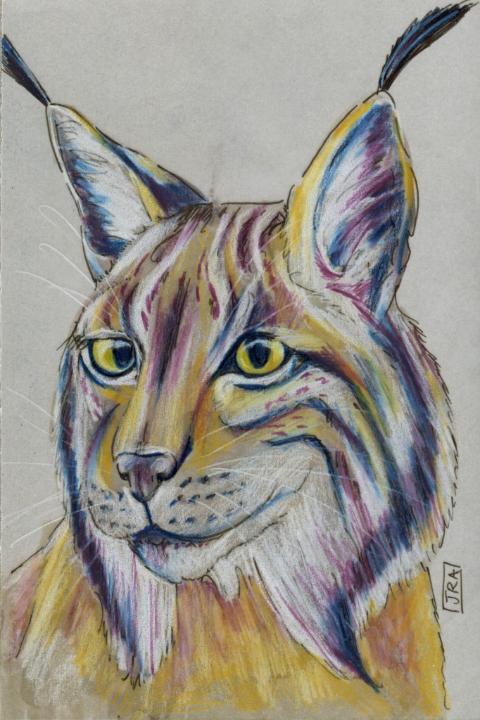 Iberian Lynx (Lynx pardinus)