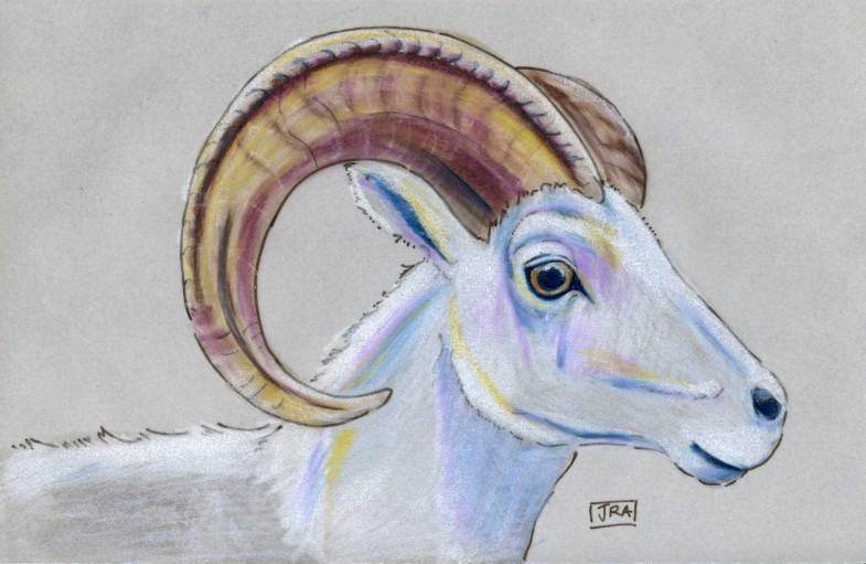 Mammals of Alaska Week: Thinhorn (Dall) Sheep (Ovis dalli)