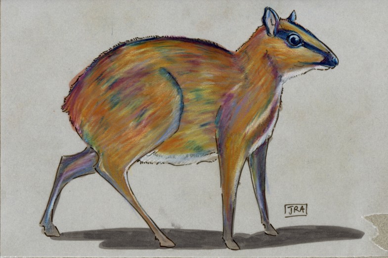 Greater Mouse-Deer (Tragulus napu)