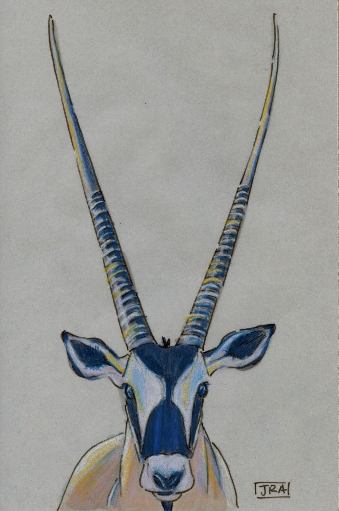 Oryx gazella