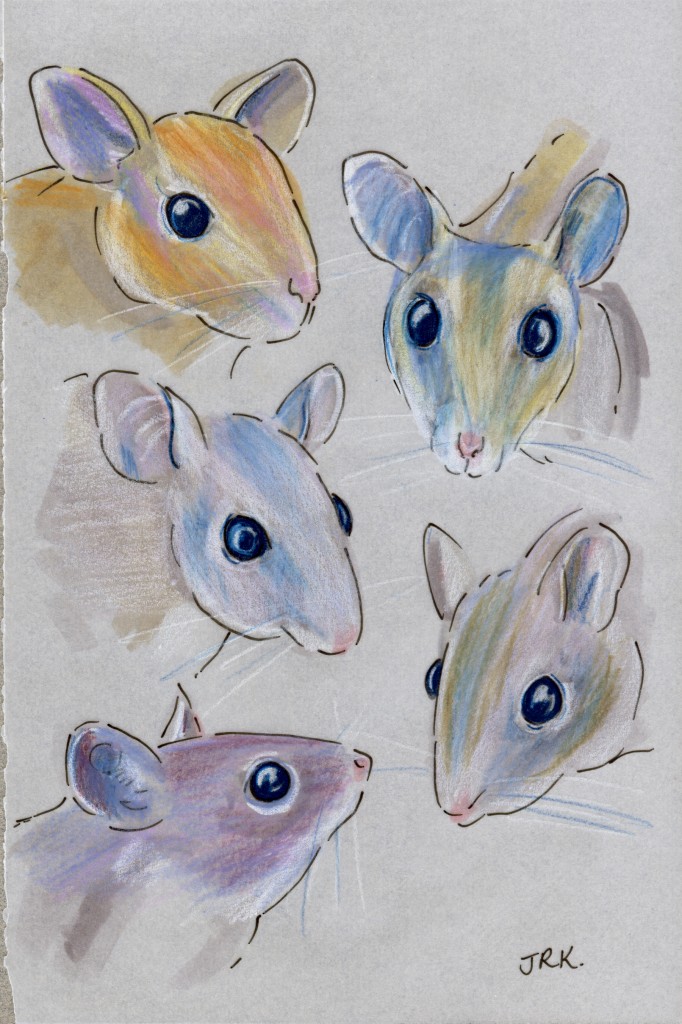 Five spiny mice