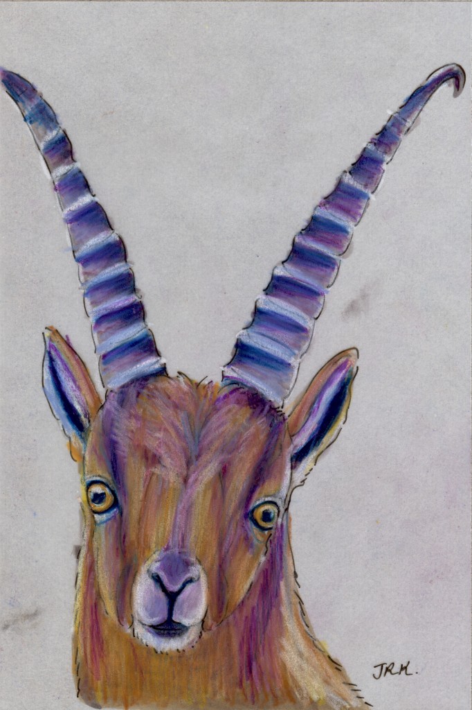 Capra ibex