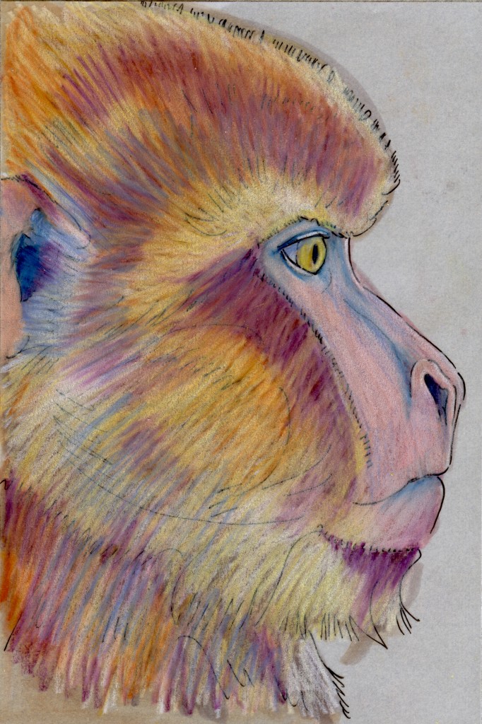 Macaca sylvanus