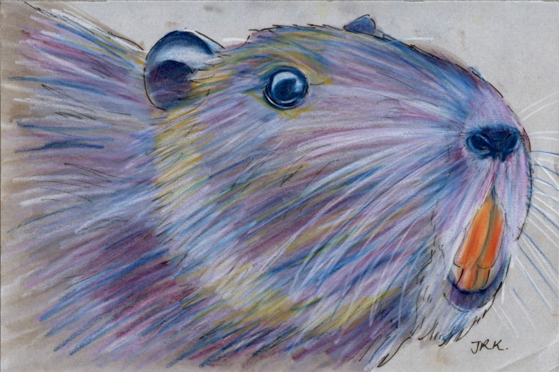 World Cup: Uruguay’s Coypu (Myocastor coypus)