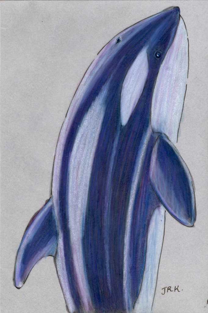 Orcinus orca