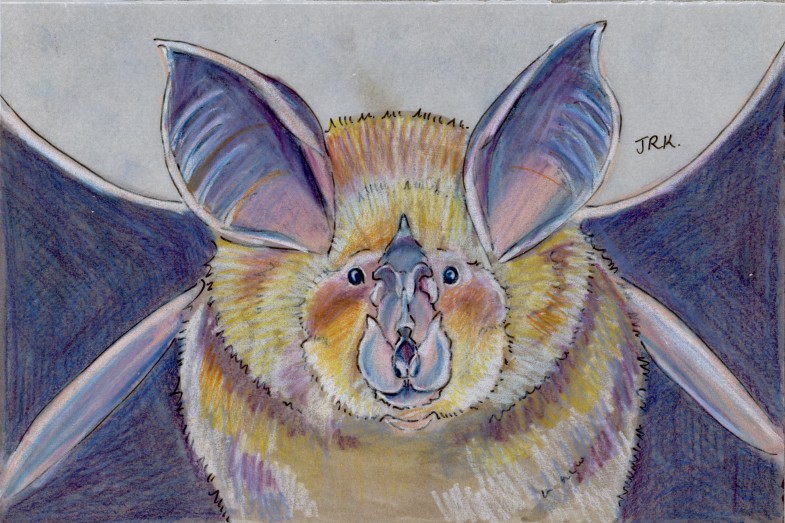 Rhinolophus euryale