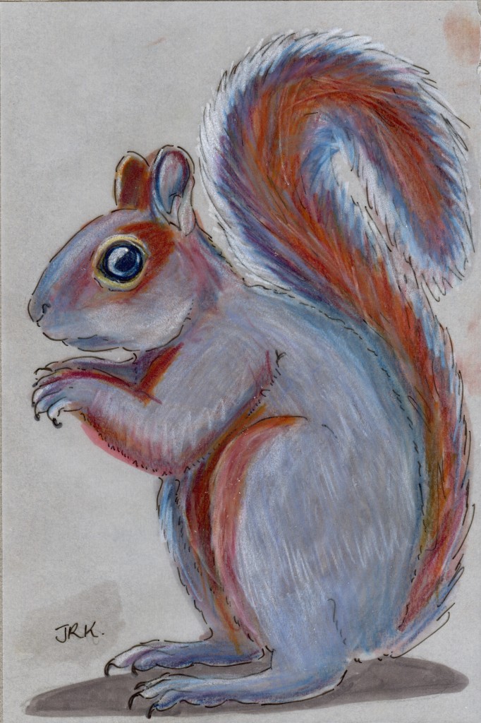 Sciurus aureogaster