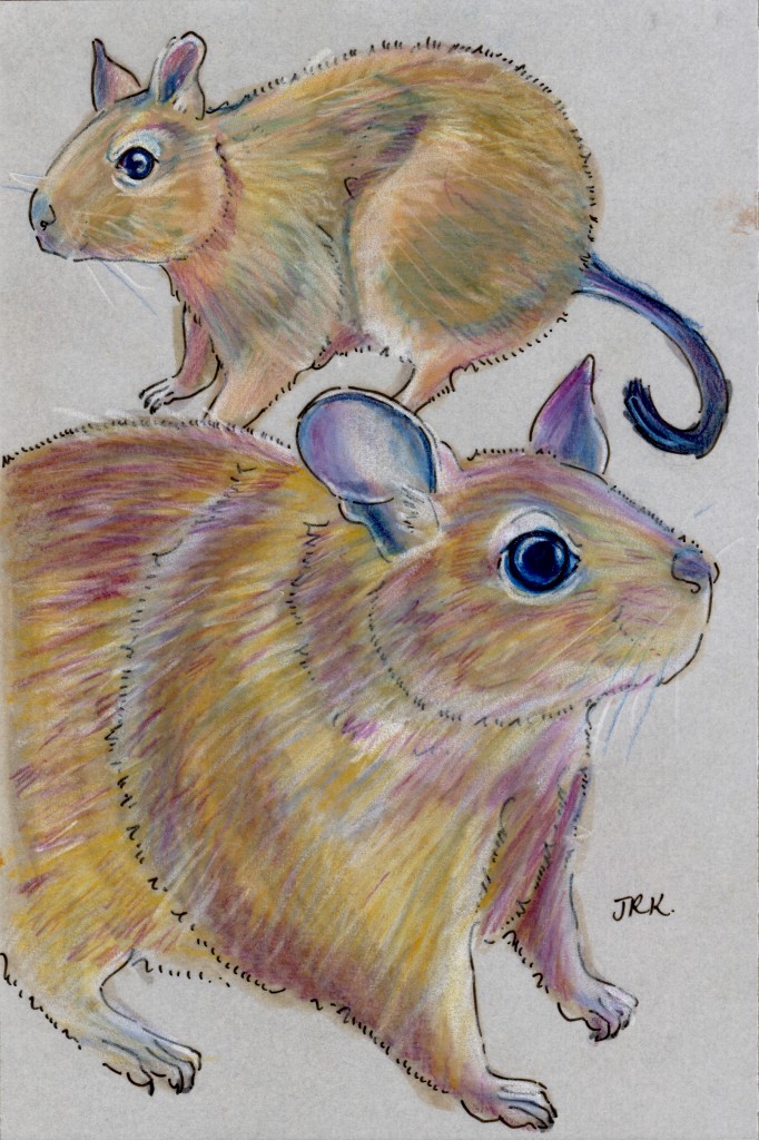 Degu (Octodon degus)