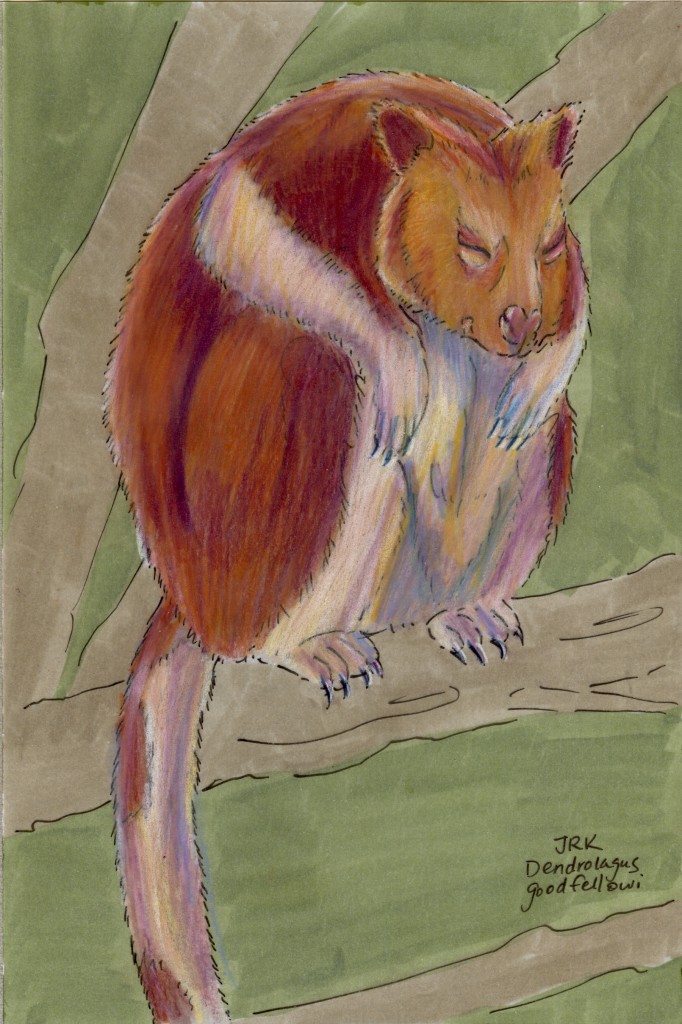 Goodfellow’s Tree Kangaroo (Dendrolagus goodfellowi)