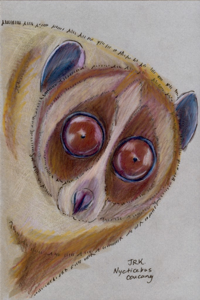 Greater Slow Loris (Nycticebus coucang)