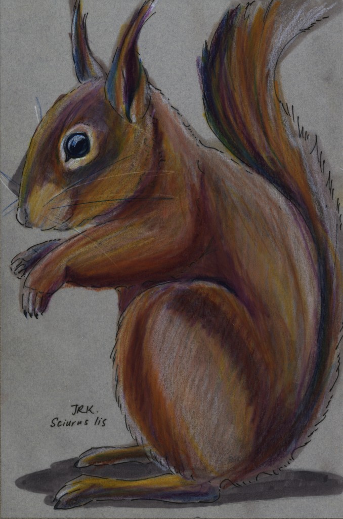 Sciurus lis