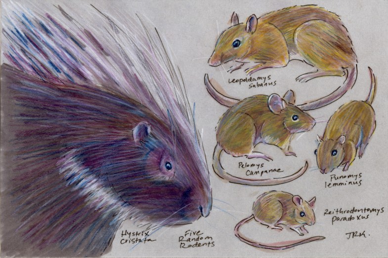 Five Random Rodents