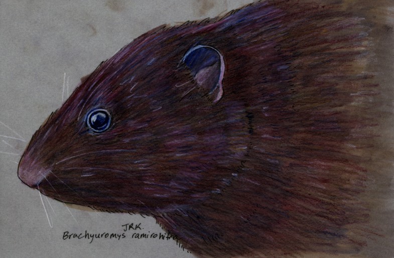 Random Week: Gregarious Short-tailed Rat (Brachyuromys ramirohitra)