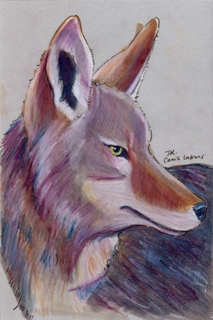 Canis latrans