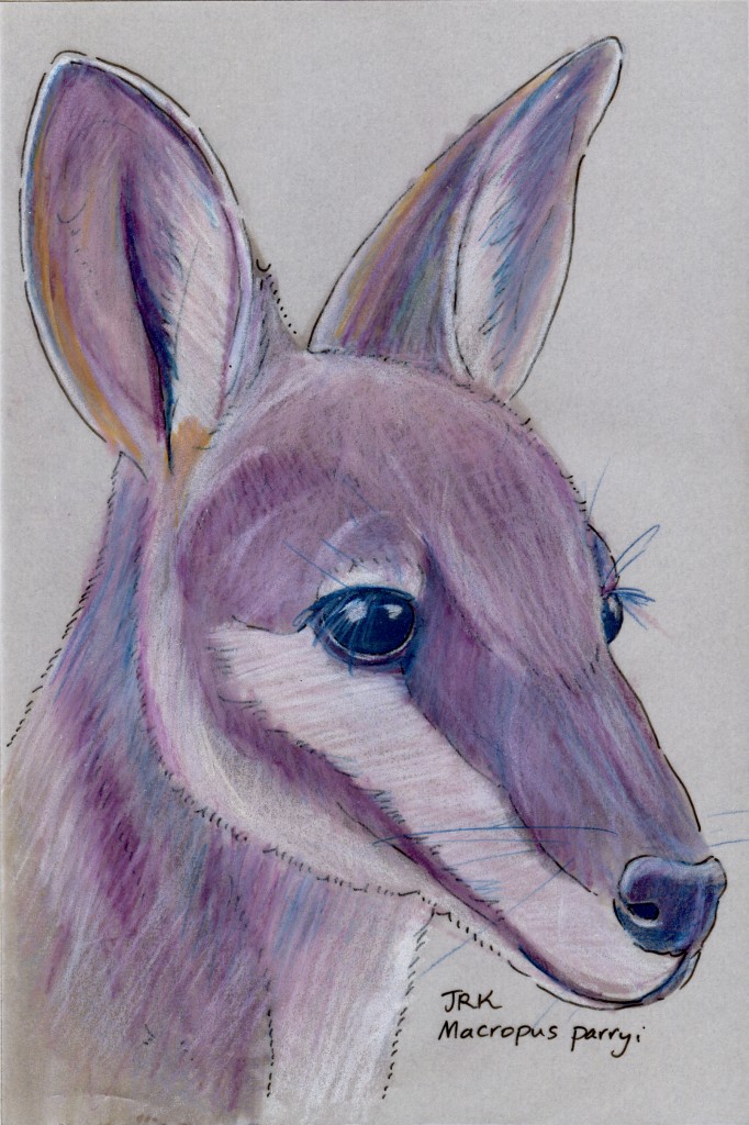 Pretty-faced Wallaby (Macropus parryi)