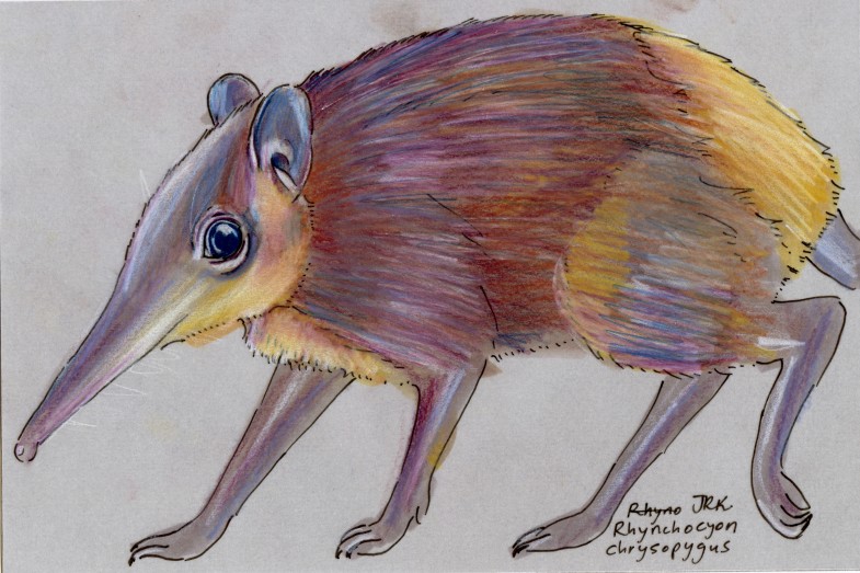 Golden-rumped Elephant Shrew (Rhynchocyon chrysopygus)