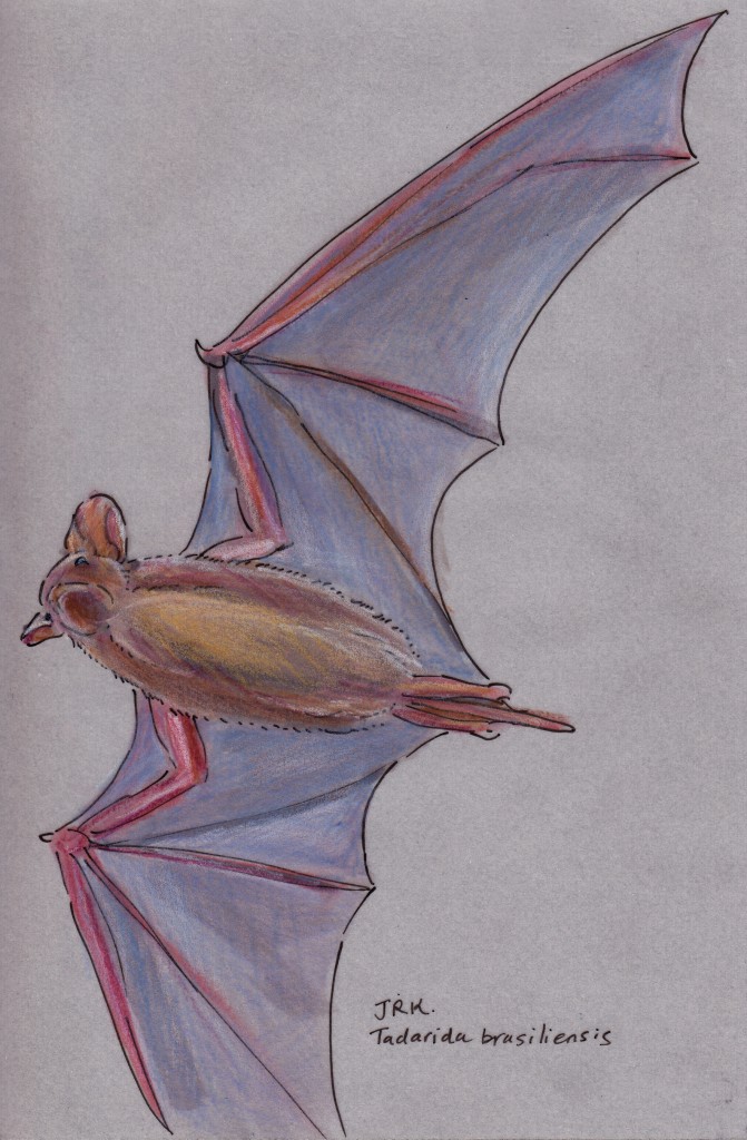 Mexican Free-tailed Bat (Tadarida brasiliensis)