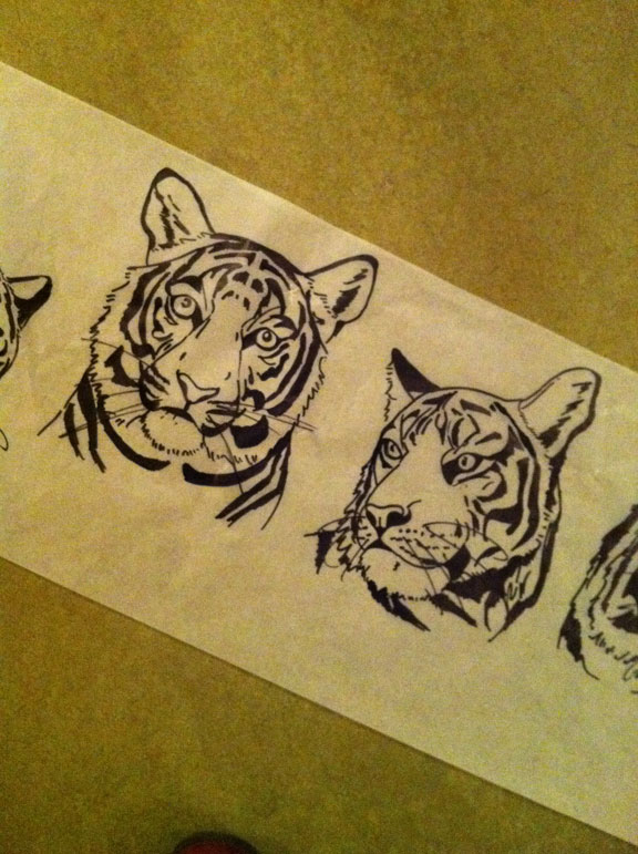 Drawing of tigers on roll of tracing paper