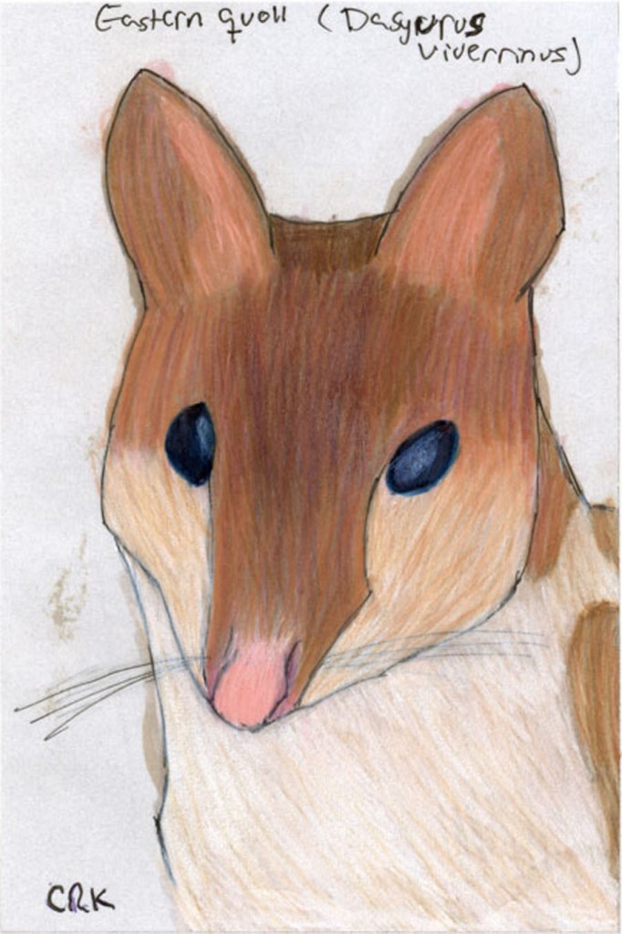 Eastern Quoll (Dasyurus viverrinus)