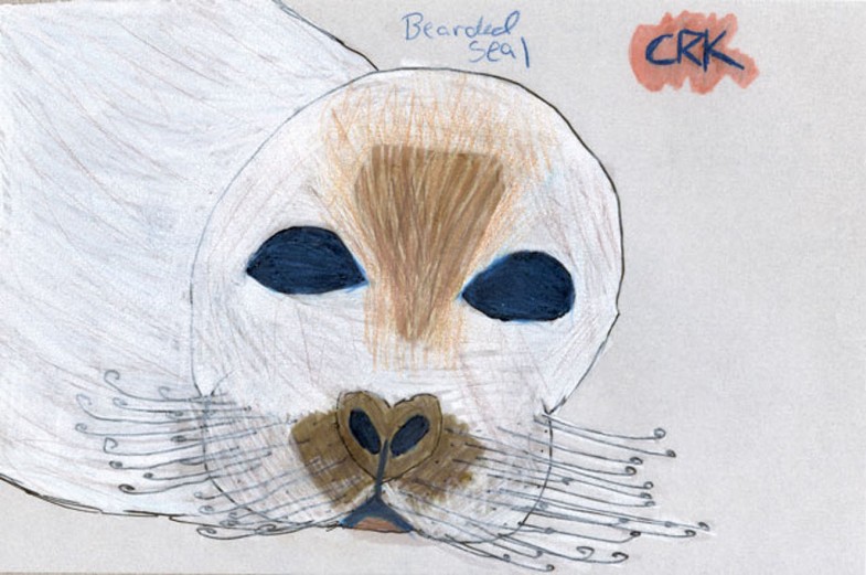 Bearded seal (Erignathus barbatus)