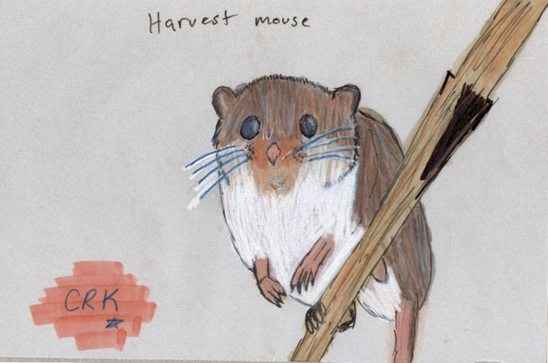 Harvest mouse (Micromys minutus)