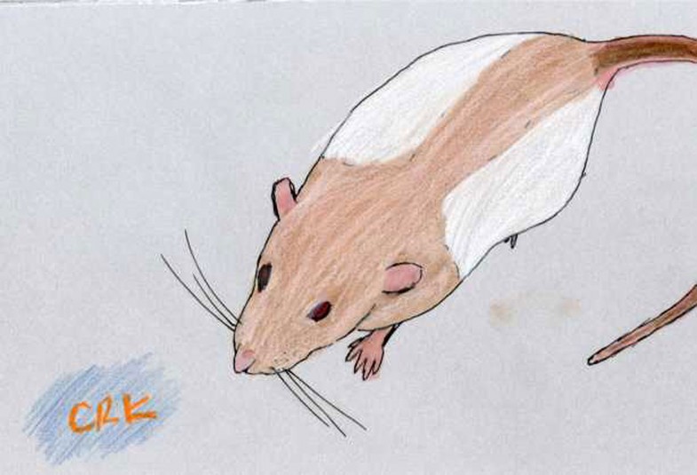 Rat (Rattus norvegicus)