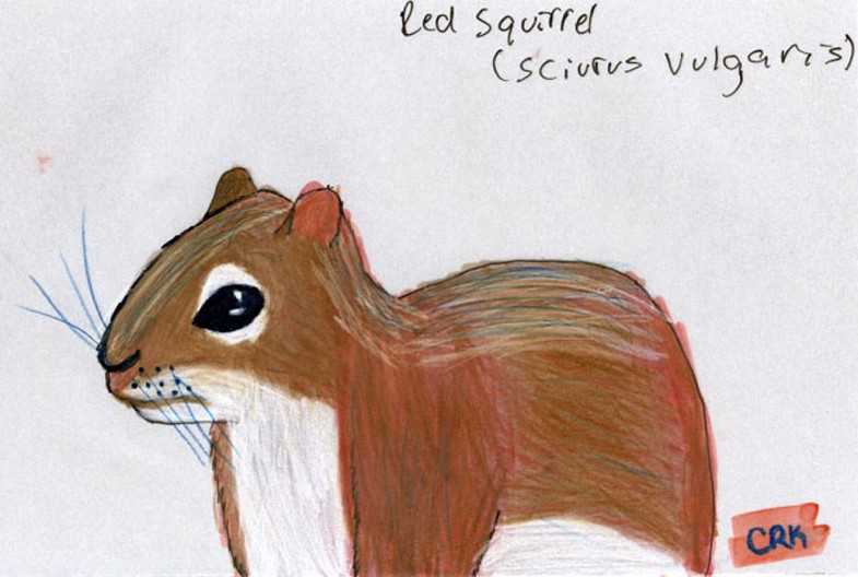 Red Squirrel (Sciurus vulgaris)