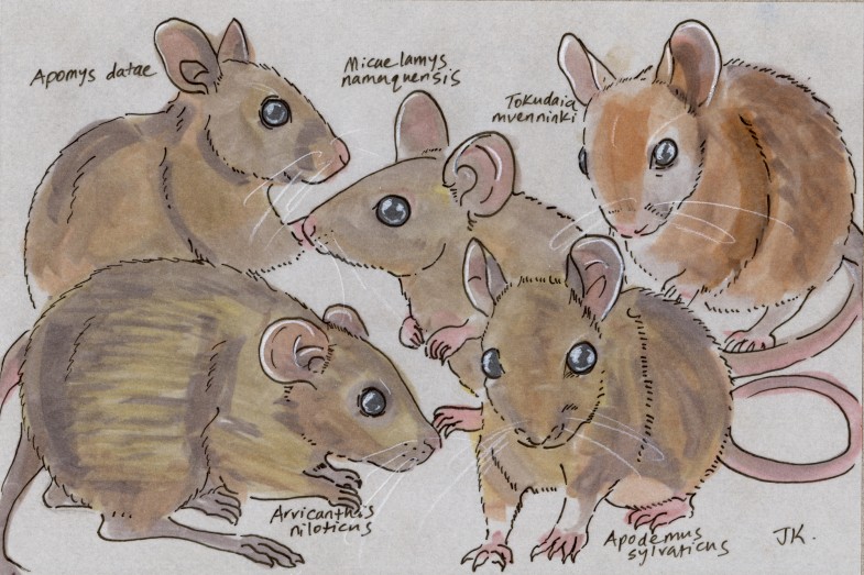 5oldworldmice