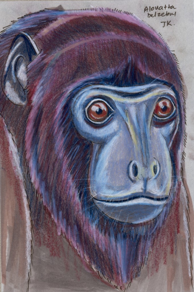 Random Week: Red-handed Howler Monkey (Alouatta belzebul)