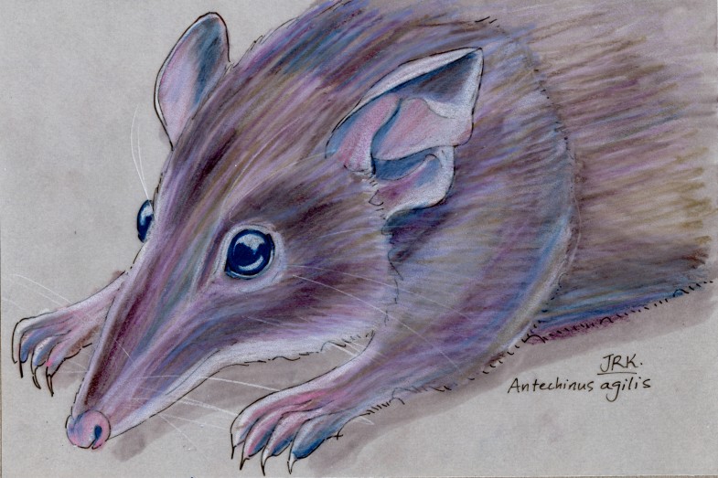 Agile Antechinus (Antechinus agilis)