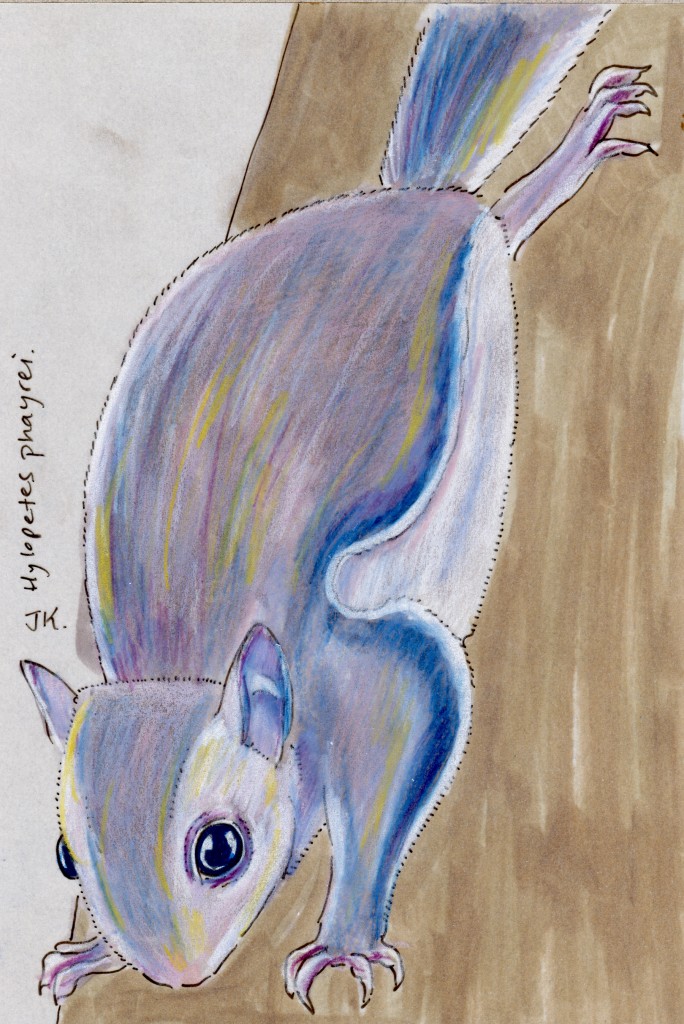 Indochinese Flying Squirrel (Hylopetes phayrei)