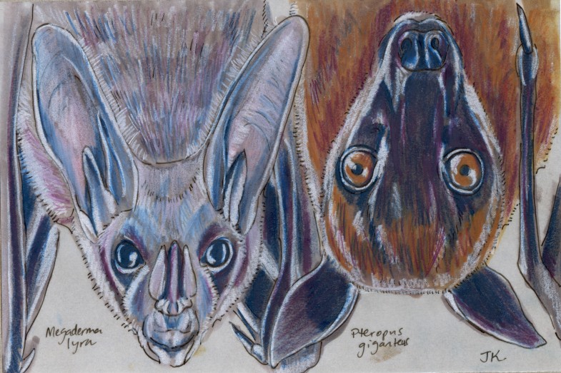 Two Indian Bats (Megaderma lyra and Pteropus giganteus)