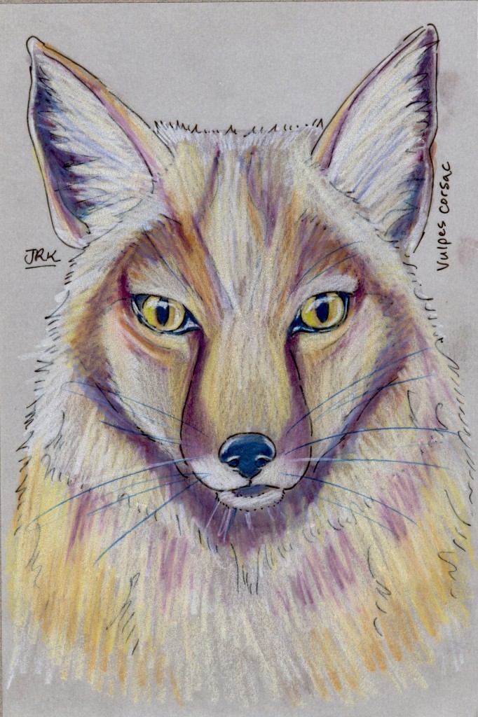 Corsac Fox (Vulpes corsac)