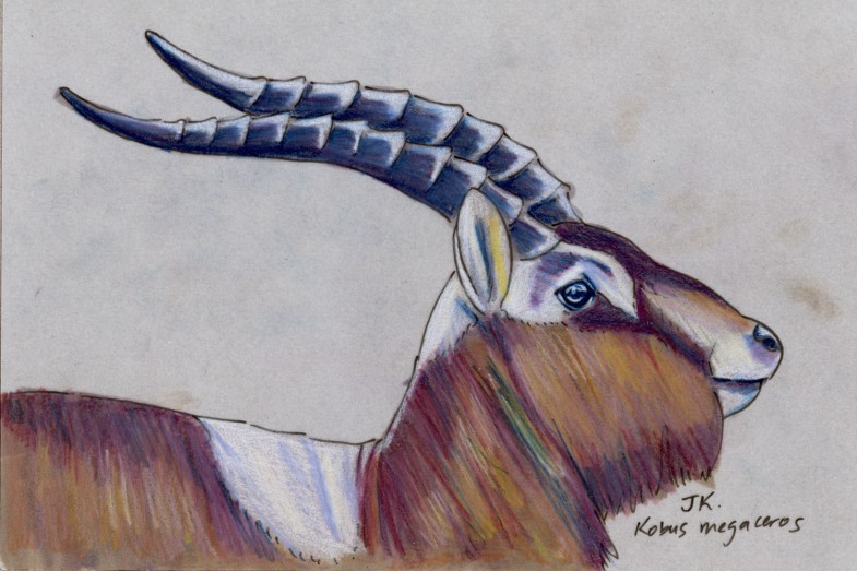 Mammal Olympiad: Fencing: Mrs. Gray’s Lechwe (Kobus megaceros)