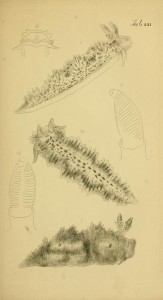 etchings of molluscs by Maria Emma Gray