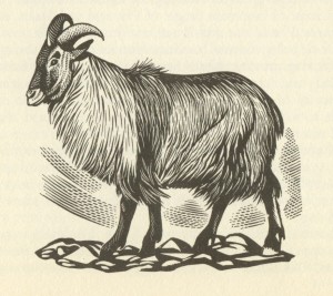 Black and white drawing of the Himalayan tahr