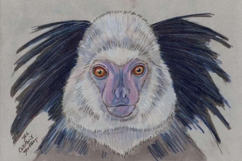 Geoffroy Week: Geoffroy’s Marmoset (Callithrix geoffroyi)