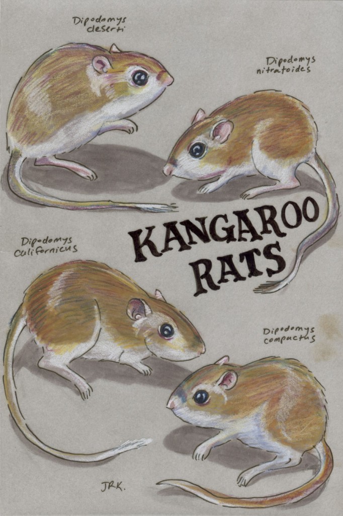 Facebook Friends: United States: Quartet of Kangaroo Rats (Dipodomys spp.)