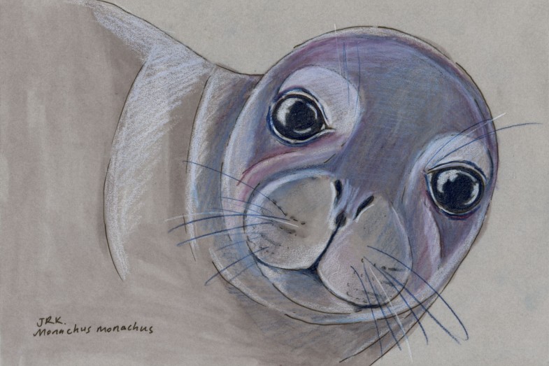 Facebook Friends: Greece: Mediterranean Monk Seal (Monachus monachus)