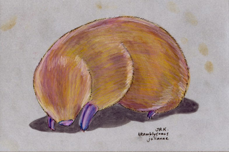 Juliana’s Golden Mole (Neamblysomus julianae)