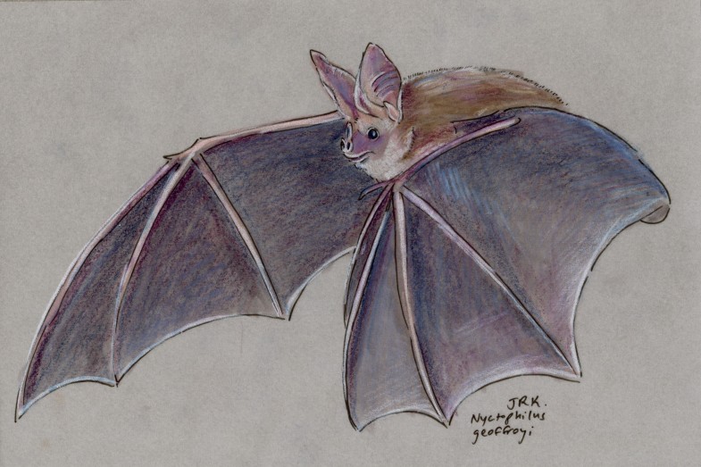 Geoffroy Week: Lesser Long-Eared Bat (Nyctophilus geoffroyi)