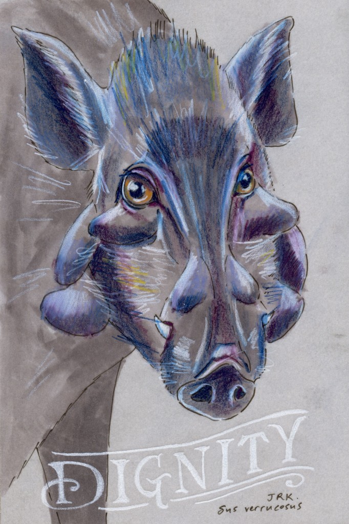 Javan Warty Pig (Sus verrucosus)