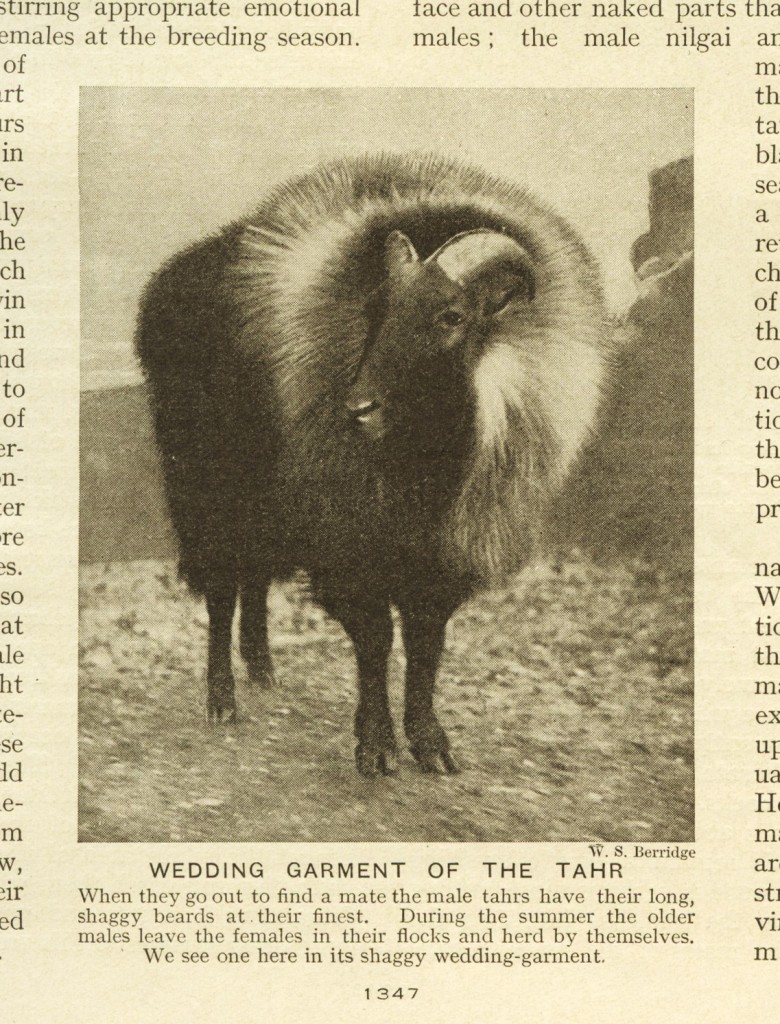Photograph of a tahr from an old book
