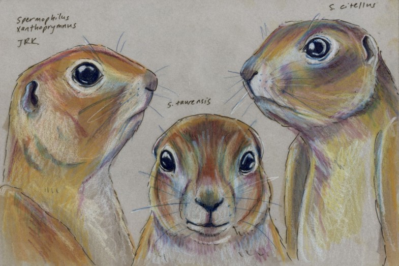 Facebook Friends: Turkey: Trio of Ground Squirrels (Spermophilus spp.)