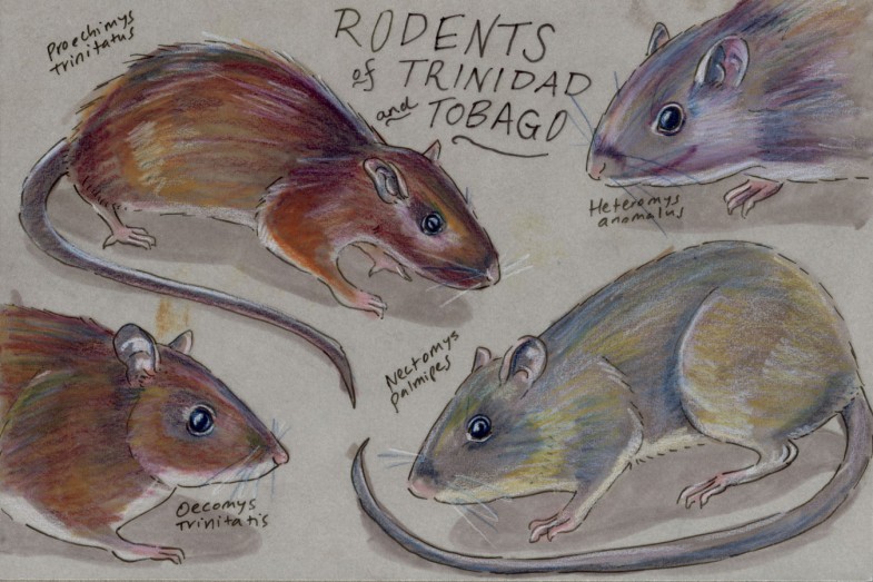 Four Trinbagonian rodents