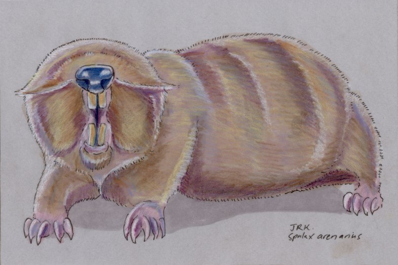 Spalax arenarius, the sandy mole rat