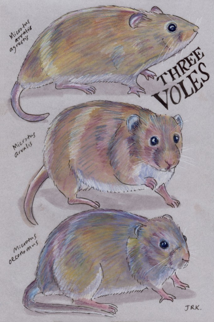 Facebook Friends: Netherlands: Trio of Voles (Microtus spp.)