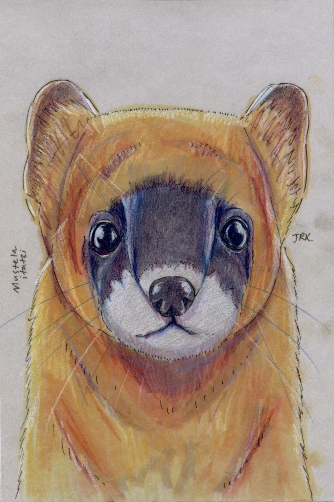 Japanese weasel, Mustela itatsi