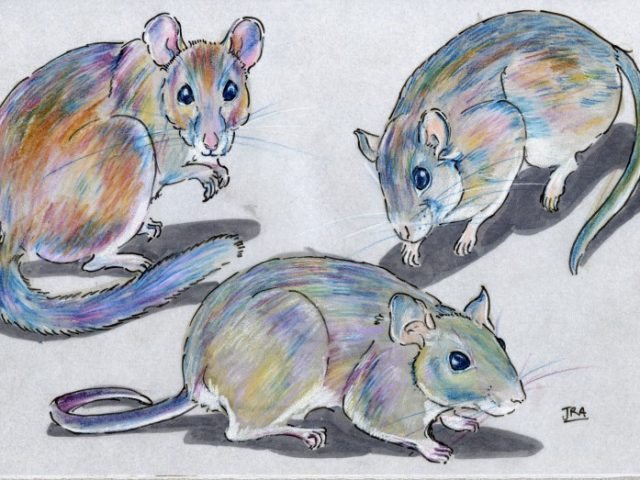 Rats Three Ways (Neotoma spp.)
